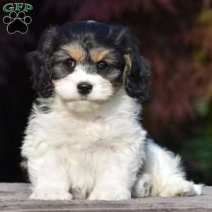 Vinny, Cavachon Puppy